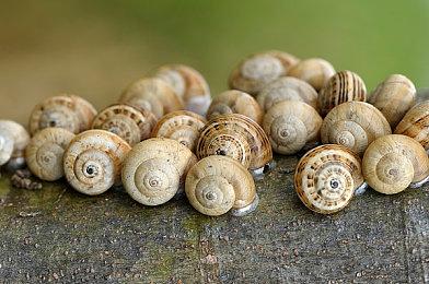 《雪地奔驰》第七季5月31日更新增加地图及车辆