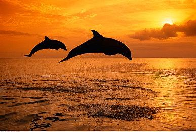 DLC遥遥无期 《艾尔登法环》服务器将维护实装新补丁